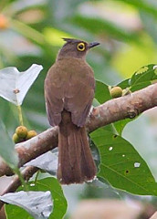 Pycnonotus urostictus