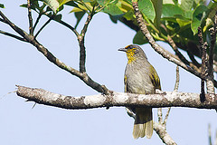 Pycnonotus finlaysoni