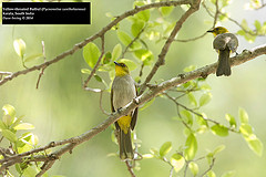 Pycnonotus xantholaemus