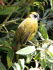 Pycnonotus penicillatus