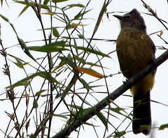 Pycnonotus flavescens