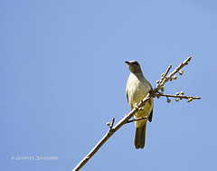 Pycnonotus cinereifrons