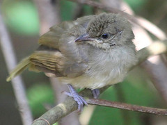 Pycnonotus blanfordi