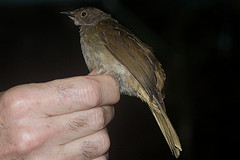 Pycnonotus erythropthalmos