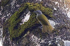 Arizelocichla masukuensis