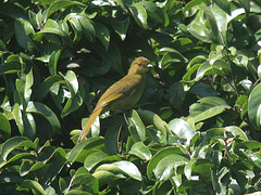 Arizelocichla montana