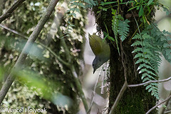 Arizelocichla tephrolaema