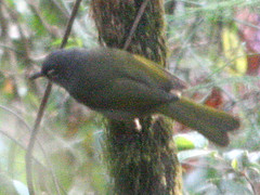 Arizelocichla nigriceps