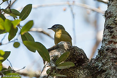 Arizelocichla milanjensis