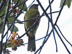Arizelocichla olivaceiceps