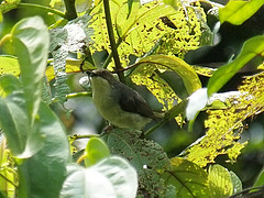 Stelgidillas gracilirostris