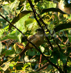 Eurillas curvirostris