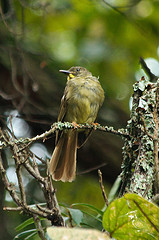 Eurillas latirostris