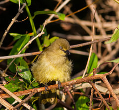 Andropadus importunus