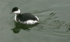 Podiceps auritus