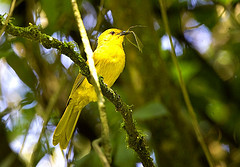 Chlorocichla laetissima