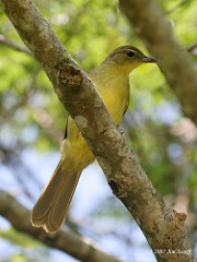 Chlorocichla flaviventris