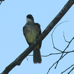 Chlorocichla simplex