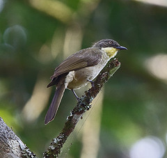 Atimastillas flavicollis