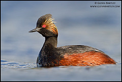 Podiceps nigricollis