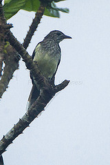 Thescelocichla leucopleura