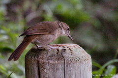 Phyllastrephus terrestris