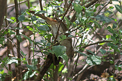 Phyllastrephus strepitans