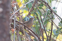 Phyllastrephus cerviniventris