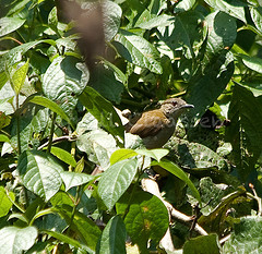 Phyllastrephus hypochloris