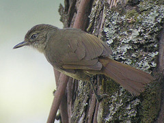 Phyllastrephus placidus