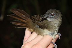 Phyllastrephus poensis