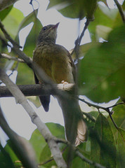 Phyllastrephus albigularis