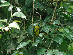 Phyllastrephus poliocephalus