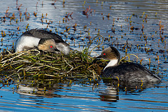 Podiceps occipitalis