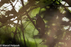 Criniger chloronotus