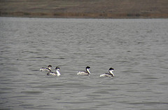 Podiceps taczanowskii
