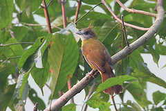 Alophoixus flaveolus