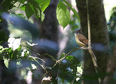 Alophoixus ochraceus