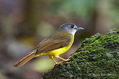 Alophoixus phaeocephalus