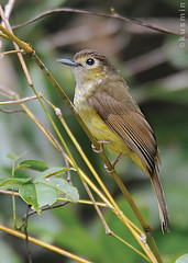 Tricholestes criniger