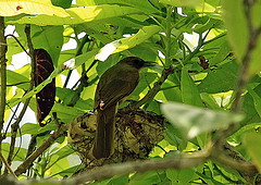 Thapsinillas affinis