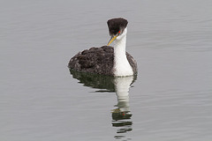 Aechmophorus occidentalis