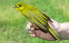 Thapsinillas longirostris