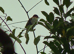 Hemixos castanonotus