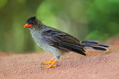 Hypsipetes crassirostris