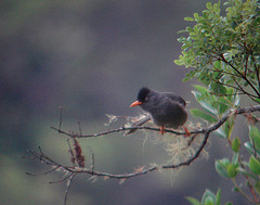 Hypsipetes borbonicus