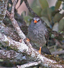 Hypsipetes olivaceus