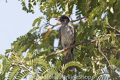 Hypsipetes madagascariensis