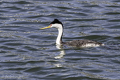 Aechmophorus clarkii