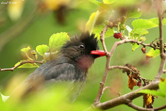Hypsipetes leucocephalus